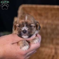 Scott/Teddy Bear									Puppy/Male	/9 Weeks,Say hello to Scott, a dashing little pup with an unforgettable face! As dedicated 