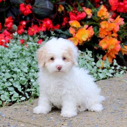 Jeffrey/Toy Poodle									Puppy/Male	/June 12th, 2026,Meet Jeffrey! This affectionate Toy Poodle puppy is vet checked & up to date on shots & wormer. He is registered with the AKC, plus comes with a health guarantee provided by the breeder! Jeffrey is well socialized & currently being family raised!