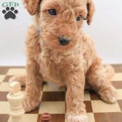 Koda/Mini Labradoodle									Puppy/Male	/8 Weeks,The pups are f1bb mini labradoodles so will have curly hair. Perfect if you have allergies or just hate shedding.They will be about 20-25lbs. Pups come with first vet visit, first shots, and a health guarantee. Pups are ready to go home Sept 8. Please let me know if you have any questions at all. Travel fee depends on your location. 