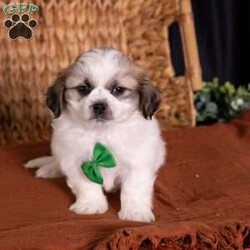 Seth/Teddy Bear									Puppy/Male	/9 Weeks,Introducing Seth, a captivating little sweetheart with markings that are almost too cute to be real! If you are searching for high-quality 