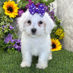 Adopt a dog:Gemma/Coton de Tulear/Female/,Hi, I'm Gemma! I'm a 12-week-old female Coton de Tulear with a beautiful white coat, born on June 13. I am ready now to plan my trip to my forever family. Once I reach my adult size, I'm expected to weigh between 12–16 lbs. I'm AKC registered. I'm a curious pup who will make every day an adventure.