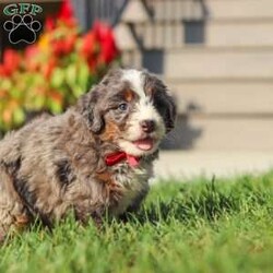 Lemonhead/Mini Bernedoodle									Puppy/Male	/6 Weeks,Hi, I’m Lemonhead, a very cute Mini Bernedoodle with an adorable face, a soft, fluffy coat, and a sweet personality that is sure to melt your heart! I’m a playful and affectionate little puppy who loves getting attention, exploring my surroundings, and spending time with the people around me. I enjoy playtime, cuddles, and being part of the fun, and I have a happy, loving personality that makes me such a joy to be around. I can’t wait to find my forever family and fill their home with lots of love, cuddles, and wonderful memories!