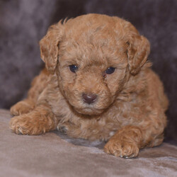 Adopt a dog:Sunny/Poodle/Female/,Hi, I'm Sunny! I'm a 7-week-old female Poodle with a beautiful red coat, born on July 17. I'll be ready to go home to my forever family after September 18, once I'm grown enough to leave my litter. When I reach my adult size, I should weigh between -1–55 lbs. I'm ACA registered. I can't wait to make your home my forever playground.