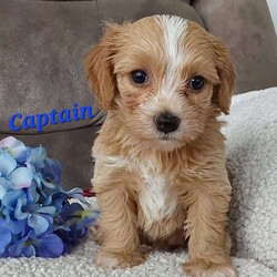 Captain/Toy Poodle Mix									Puppy/Male	/6 Weeks,Meet sweet lil Captain! Family raised well socialized with children and adults caring heart who will always be there comforting you with lots of love! We have 3 children so our fur-babies get lots of attention! Call Susan to schedule a visit im a at home mom so im pretty available! You would get along vet certificate, microchip numbers, health records, warranty that’s good for up to 1 year and a lil baggy food!! 