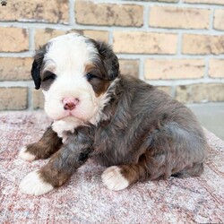 Kingston/Bernedoodle									Puppy/Male	/8 Weeks,Meet Kingston! He is a sweet & handsome lil’ fella looking for his forever home… he’s also an only puppy in the litter so he gets lots of attention and is very spoiled! If you are wanting to adopt him into your home or family, please message me for more information and I will be happy to assist you!!:) (Ground and flight transportation available)!