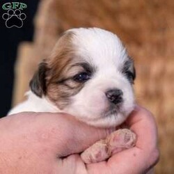 Seth/Teddy Bear									Puppy/Male	/9 Weeks,Introducing Seth, a captivating little sweetheart with markings that are almost too cute to be real! If you are searching for high-quality 