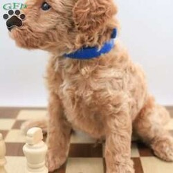 Koda/Mini Labradoodle									Puppy/Male	/8 Weeks,The pups are f1bb mini labradoodles so will have curly hair. Perfect if you have allergies or just hate shedding.They will be about 20-25lbs. Pups come with first vet visit, first shots, and a health guarantee. Pups are ready to go home Sept 8. Please let me know if you have any questions at all. Travel fee depends on your location. 