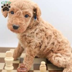 Koda/Mini Labradoodle									Puppy/Male	/8 Weeks,The pups are f1bb mini labradoodles so will have curly hair. Perfect if you have allergies or just hate shedding.They will be about 20-25lbs. Pups come with first vet visit, first shots, and a health guarantee. Pups are ready to go home Sept 8. Please let me know if you have any questions at all. Travel fee depends on your location. 