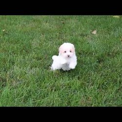 Jeffrey/Toy Poodle									Puppy/Male	/June 12th, 2026,Meet Jeffrey! This affectionate Toy Poodle puppy is vet checked & up to date on shots & wormer. He is registered with the AKC, plus comes with a health guarantee provided by the breeder! Jeffrey is well socialized & currently being family raised!