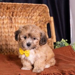 Scott/Teddy Bear									Puppy/Male	/9 Weeks,Say hello to Scott, a dashing little pup with an unforgettable face! As dedicated 