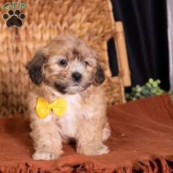 Scott/Teddy Bear									Puppy/Male	/9 Weeks,Say hello to Scott, a dashing little pup with an unforgettable face! As dedicated 