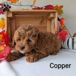 Copper/Shih-Poo									Puppy/Male	/9 Weeks,Copper is the sweetest little Shih-poo! Copper is very well socialized and playful! He is such a fluffy an cuddly puppy! He is vet checked and mirco-chipped and up to date on shots and dewormer! For more information on little sweetheart call Katie today! 