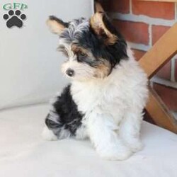 Charlie/Yorkie									Puppy/Male	/July 8th, 2026,Charlie is one of four and his litter, his approximate adult weight is 4 to 5 pounds. 