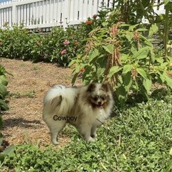 Rocky/Pomeranian									Puppy/Male	/July 30th, 2026,Hi, meet Rocky! He is an AKC Pomeranian puppy. He is friendly, playful and so handsome! His sweet personality will win your heart. He is up to date on vaccines, and deworming. For more information or to schedule a visit please call or text Neva Monday through Saturday. All Sunday calls will be returned Monday.