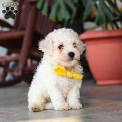 Rocky/Bichon Frise									Puppy/Male	/7 Weeks,Meet Rocky, an adorable AKC Bichon Frise puppy with a sweet personality, fluffy coat, and irresistible little face! Playful, affectionate, and curious, this lovable puppy enjoys exploring, playing with toys, and getting plenty of attention. With a gentle and happy nature, this little companion loves being around people and is sure to bring lots of love, fun, and cuddles to a forever home.
