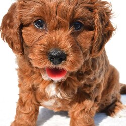 Bella/Cavapoo									Puppy/Female	/7 Weeks,Meet Bella, she will melt your heart with her cuteness, super sweet loving temperament and personality. 