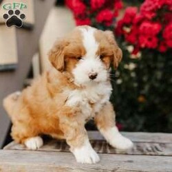 Rose/Mini Bernedoodle									Puppy/Female	/8 Weeks,Meet Rose! She is a beautiful, loving and darling Mini Bernedoodle. Rose is family raised with lots of love and well socialized with children. She will be vet checked and up to date with her vaccines. The mother’s name is Marcie, she is a Standard Bernedoodle. The father’s name is Taco, he is a Mini Bernedoodle that weighs 40lbs. Rose will make a playful family pet and loyal companion. Call us today to adopt her!