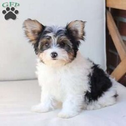 Charlie/Yorkie									Puppy/Male	/July 8th, 2026,Charlie is one of four and his litter, his approximate adult weight is 4 to 5 pounds. 