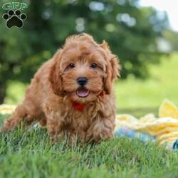 Nash/Cavapoo									Puppy/Male	/12 Weeks,Hi, my name is Nash! I am an adorable F1B Cavapoo puppy who was born on June 29, 2026. I am a sweet, happy little guy with a loving personality and a wonderful temperament. I have been well socialized and absolutely love being around people. Whether I’m getting attention, playing with my toys, exploring my surroundings, or simply relaxing with my favorite people, I’m happiest when I’m part of the action!