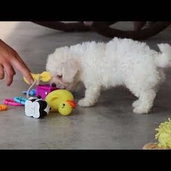 Rocky/Bichon Frise									Puppy/Male	/7 Weeks,Meet Rocky, an adorable AKC Bichon Frise puppy with a sweet personality, fluffy coat, and irresistible little face! Playful, affectionate, and curious, this lovable puppy enjoys exploring, playing with toys, and getting plenty of attention. With a gentle and happy nature, this little companion loves being around people and is sure to bring lots of love, fun, and cuddles to a forever home.