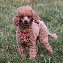 Nash/Cavapoo									Puppy/Male	/12 Weeks,Hi, my name is Nash! I am an adorable F1B Cavapoo puppy who was born on June 29, 2026. I am a sweet, happy little guy with a loving personality and a wonderful temperament. I have been well socialized and absolutely love being around people. Whether I’m getting attention, playing with my toys, exploring my surroundings, or simply relaxing with my favorite people, I’m happiest when I’m part of the action!