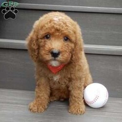 Louie/Mini Goldendoodle									Puppy/Male	/8 Weeks,Hi there!! My name is Louie and I would love to come home with you. I am sure with one look into my warm, sweet eyes and I’ll be sure I will have captured your heart already! I am very happy, playful and very kid friendly! I stand out above the rest with my curly red coat and my sweet teddy bear face! Full of personality and always ready to give amazing puppy kisses, I would love to fill your home with all of my puppy love! I have been vet checked and I am up to date on vaccinations and dewormings and I will also come with a 1-year guarantee with the option of extending it to a 3-year guarantee.  Shipping is available anywhere in the USA! My mother is Sandy, a sweet, loving 32# Mini Goldendoodle, and my father is Atlas, a 16# AKC mini poodle and he is genetic tested clear! That makes me an F1b mini goldendoodle and I will grow to approx. 20-25# and I will be hypoallergenic and nonshedding!! Why wait when you know I am meant to be yours? Call or text Martha to make me the newest addition to your family and get ready to spend a lifetime of tail wagging fun!   (7% sales tax on in home pickups) 