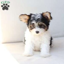 Charlie/Yorkie									Puppy/Male	/July 8th, 2026,Charlie is one of four and his litter, his approximate adult weight is 4 to 5 pounds. 