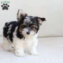 Cooper/Yorkie									Puppy/Male	/July 8th, 2026,Cooper is one of four in his litter, her approximate adult weight is 4 to 5 pounds.