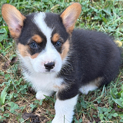 Adopt a dog:Mitch/Pembroke Welsh Corgi/Female/,Hi, I'm Mitch! I'm an 8-week-old male Pembroke Welsh Corgi with a beautiful black & tan coat, born on July 24. I am ready now to plan my trip to my forever family. Once I reach my adult size, I'm expected to weigh between 15–35 lbs. I'm AKC registered. Everyone loves to pet me, and I don't mind at all! I can lay there for hours soaking up every bit of affection.