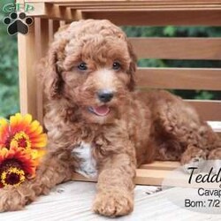Teddy/Cavapoo									Puppy/Male	/8 Weeks,Teddy is a red male Cavapoo puppy with white markings on his head, chest and paws. He and his siblings are very well socialized and enjoy playing with our children. This sweet boy is looking for his forever home — could that be you?