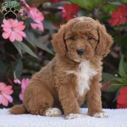 Annabelle – Mini F1BB/Mini Goldendoodle									Puppy/Female	/July 30th, 2026,Hello everyone we have an adorable litter of 5 Mini Goldendoodle puppies which are F1BB generation!! Mini Goldendoodles are a top quality breed and one of the number #1 family choice dog breeds! With there low shedding and hypoallergenic fur coat, fun playful ness and loving companionship your next furry friend is definitely one of these 5 sweet little ones. There mother is a F1B Mini Goldendoodle 25lb and there father is a Mini Poodle 18lb and has been Genetic tested CLEAR!! Each puppy in this litter goes home with a 1 year genetic health guarantee, custom info packet, vet records, shots & dewormer and family socialization started and so much more! Dont wait call now to reserve or schedule a in person visit! Thank you!