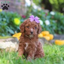 Sage/Cockapoo									Puppy/Female	/7 Weeks,Introducing an adorable F1B Cockapoo named Sage! This sweet girl is the definition of  sweet and lovable—always ready to greet people with tail wags and snuggles. She has a playful side too, especially when there’s a toy involved or a new spot to explore. With her soft, wavy coat and warm eyes, she knows exactly how to melt hearts. Whether it’s joining in on adventures or curling up for a cozy nap, this little one may just be the perfect little sidekick for your family!