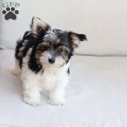 Cooper/Yorkie									Puppy/Male	/July 8th, 2026,Cooper is one of four in his litter, her approximate adult weight is 4 to 5 pounds.