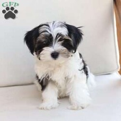 Maverick/Yorkie									Puppy/Male	/July 9th, 2026,Maverick  is one of five in his litter, his approximate adult weight is 4 to 5 pounds