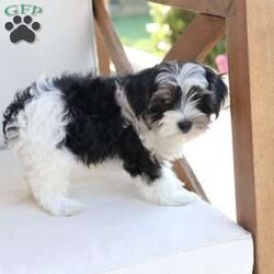 Maverick/Yorkie									Puppy/Male	/July 9th, 2026,Maverick  is one of five in his litter, his approximate adult weight is 4 to 5 pounds