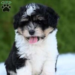 Ollie/Mini Aussiedoodle									Puppy/Male	/10 Weeks,Hi I’m looking for my furever home! I am family raised, super cute and love to play! I am up-to-date on my vaccines and dewormer And have a clear vet check! 