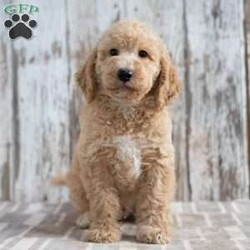 Trenton/Mini Labradoodle									Puppy/Male	/9 Weeks,Meet Trenton! He will be a great addition to your life! He is looking for a loving family to be a part of and will bring joy to you each day! Family raised, up to date on shots and dewormer, and comes with a 1 year genetic health guarantee. He’s socialized with our children, who help care for the puppies!! He comes with a small bag of food, blanket, toy and a collar. Give us a call today! We’re open Monday-Saturday 8-8 and closed on Sundays. Sunday messages will be returned on Monday. Country Echo Pets,  Raymond Lapp Sunbury Pa 17801 Pa License #17927