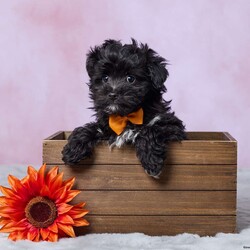 Oreo/Mini Aussiedoodle									Puppy/Male	/12 Weeks,Meet Oreo, an adorable Mini Aussiedoodle puppy who is ready to find his forever home! Oreo has been vet-checked and is up to date on all his shots, so he’s all set to begin his next adventure with his new family. With his cute looks and lovable Mini Aussiedoodle charm, Oreo would make a wonderful addition to a loving home. He’s ready to meet his new family and start making memories together!