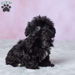 Abby/Shorkie									Puppy/Female	/10 Weeks,Meet Abby, an adorable Shorkie puppy who is ready to find her forever home! She has been vet checked and is up to date on all her shots, so she’s ready to begin her next adventure with her new family. With her sweet little face and irresistible Shorkie charm, Abby is sure to bring plenty of joy to her new home. She’s ready to meet her forever family and start making wonderful memories together!