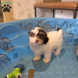 Hank/Havanese									Puppy/Male	/July 15th, 2026,Meet Hank a sweet little ACA Reg. Havanese puppy, Vet checked and shots are up to date.      contact us to make him your own. 