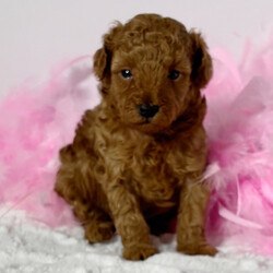 Adopt a dog:Mocha/Maltipoo/Female/,Hi, I'm Mocha! I'm a 4-week-old female Maltipoo. My dad is a Poodle and my mom is a Maltipoo. I have a beautiful red coat, and I was born on September 7. I'll be ready to go home to my forever family after November 2, once I'm grown enough to leave my litter. When I reach my adult size, I should weigh between 5–6 lbs. I'll bring the love, you bring the treats.