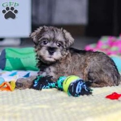 Josie/Miniature Schnauzer									Puppy/Female	/9 Weeks,Hi, my name is Josie! I’m a very cute AKC Schnauzer puppy with an adorable face, a beautiful coat, and a sweet personality that is sure to make you smile. I’m playful, affectionate, and curious, and I love spending my days exploring, playing with toys, and getting lots of attention. I have a happy and gentle nature and enjoy being around people. I also love cuddles and making new friends, and I’m excited to find my forever family where I can bring lots of love, fun, and happiness!