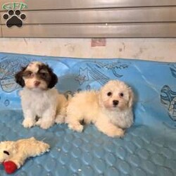 Hank/Havanese									Puppy/Male	/July 15th, 2026,Meet Hank a sweet little ACA Reg. Havanese puppy, Vet checked and shots are up to date.      contact us to make him your own. 