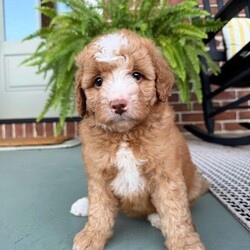Capri/Mini Bernedoodle									Puppy/Female	/9 Weeks,This sweet puppy is absolutely full of love! The perfect mix of playful and calm, this little one loves being around people, children, and other animals and is eager to find a forever family.