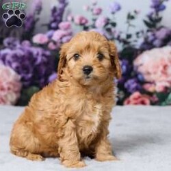 Layla/Cavapoo									Puppy/Female	/10 Weeks,Meet Layla, an adorable Cavapoo puppy with a sweet personality and lovable nature! She has been vet-checked and is up to date on all her shots and vaccines. Layla is happy, healthy, and ready to find her forever home. She can’t wait to meet her new family!