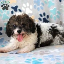 Cuddles/Cavapoo									Puppy/Male	/13 Weeks,Meet Cuddles! The adorable Cavapoo pup born July 7th, 2026 to his sweet parents, Swiss Miss (Mini Poodle), and Bentley (Cavapoo). This little one is growing up surrounded by our family and children, giving him plenty of everyday love, attention, and interaction. He is friendly, well socialized, very sweet, and playful. Cuddles has been vet checked and is up to date on shots and dewormer. He will come with a 30 day health guarantee and is ready to meet his new forever family! 