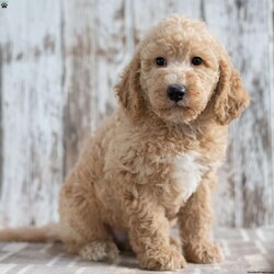 Trenton/Mini Labradoodle									Puppy/Male	/9 Weeks,Meet Trenton! He will be a great addition to your life! He is looking for a loving family to be a part of and will bring joy to you each day! Family raised, up to date on shots and dewormer, and comes with a 1 year genetic health guarantee. He’s socialized with our children, who help care for the puppies!! He comes with a small bag of food, blanket, toy and a collar. Give us a call today! We’re open Monday-Saturday 8-8 and closed on Sundays. Sunday messages will be returned on Monday. Country Echo Pets,  Raymond Lapp Sunbury Pa 17801 Pa License #17927