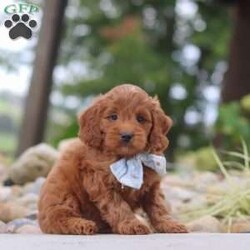 Igor/Mini Goldendoodle									Puppy/Male	/7 Weeks,Hi, I’m Igor! I’m a very cute Mini Goldendoodle puppy with an adorable face, a soft, fluffy coat, and a sweet personality. I’m playful, affectionate, and curious, and I love spending my days exploring, playing with toys, and getting lots of attention. I have a happy and loving nature, and I enjoy being around people and making new friends. With my charming personality and irresistible looks, I’m sure to bring lots of love, fun, and happiness to my forever family!