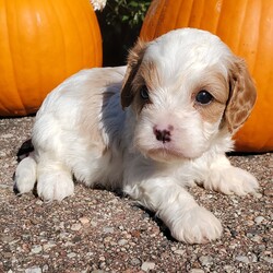 Adopt a dog:Marco/Cavapoo/Female/,Hi, I'm Marco! I'm a 6-week-old male Cavapoo. My dad is a Poodle and my mom is a Cavalier King Charles Spaniel. I have a beautiful red & white coat, and I was born on August 29. I'll be ready to go home to my forever family after October 25, once I'm grown enough to leave my litter. When I reach my adult size, I should weigh between 10–18 lbs. I'm ICA registered. My paws are ready to pitter-patter through your home and heart.