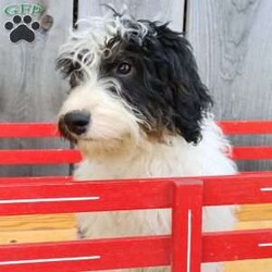 Ralph/Bernedoodle									Puppy/Male	/May 22nd, 2026,Male Mini Bernedoodle puppy that is family raised and well socialized.  Both parnets are genetic health tested.   